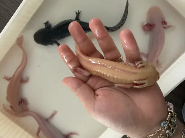 5 adet büyük boy axolotl 3