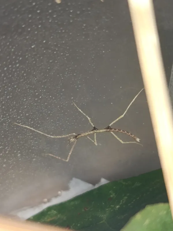 YAVRU SOPA BÖCEKLERİ(Medauroidea Extradentata) 3