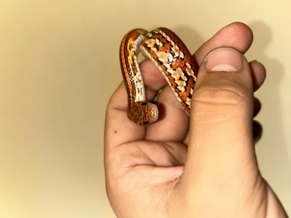 1 Yaşında Dişi Hypo Tessera 2