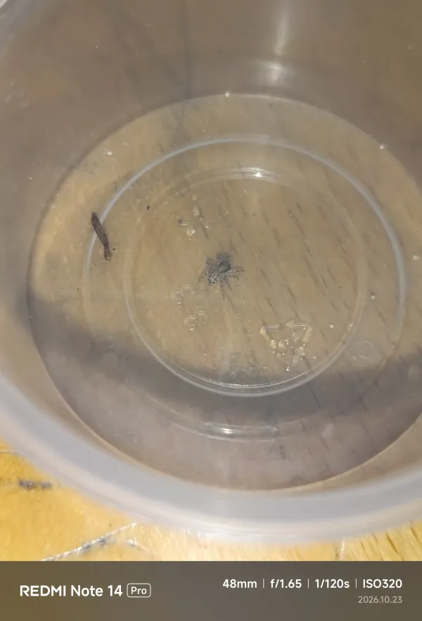 Plexippus paykulli l1 sağlıklı üretim 1
