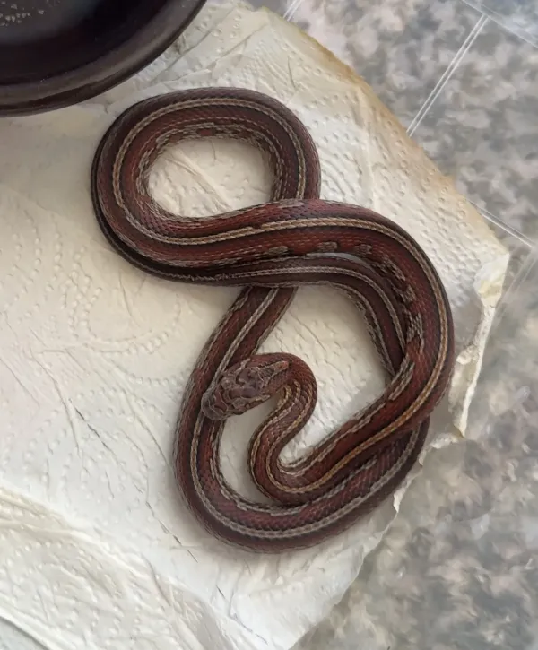 Corn snake iki farklı morph - İstanbul konumunda Satılık ilan