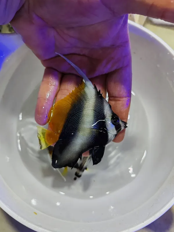 Sağlıklı banner fish (Schooling bannerfish) 3