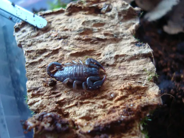 İtalyan akrebi (Euscorpius italicus) 2