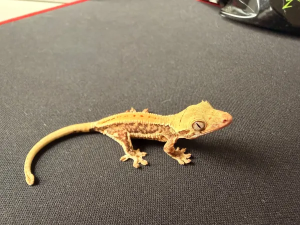 Yavru crested gecko 1