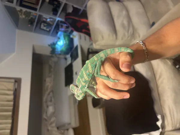 Nadir Yemen Bukelemunu (vieled chameleon) 4
