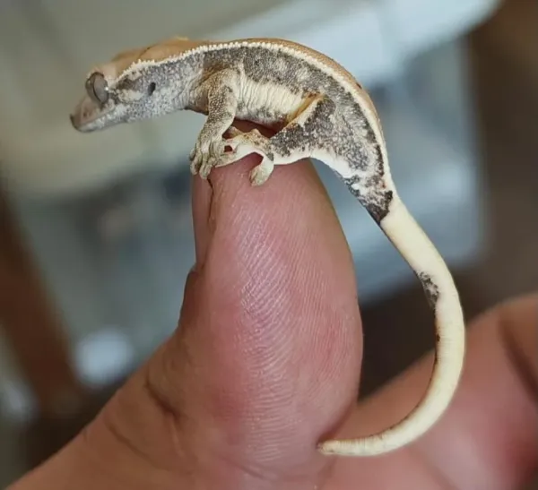 Yavru Crested Gecko - Sakarya konumunda Satılık ilan