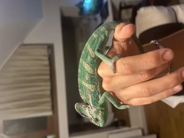 Nadir Yemen Bukelemunu (vieled chameleon) 2