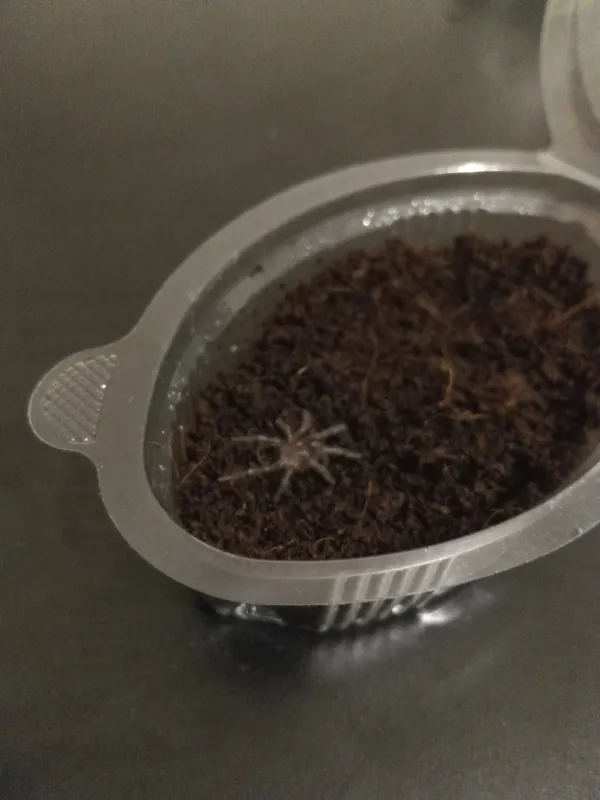 tarantula slingleri ve empusa fasciatalar 4