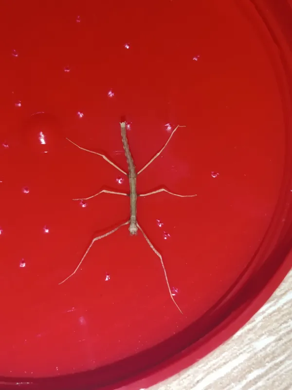 YAVRU SOPA BÖCEKLERİ(Medauroidea Extradentata) 2