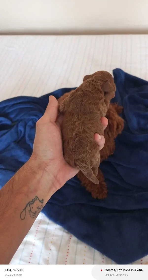 TOY POODLE RED BROWN YAVRULAR 2
