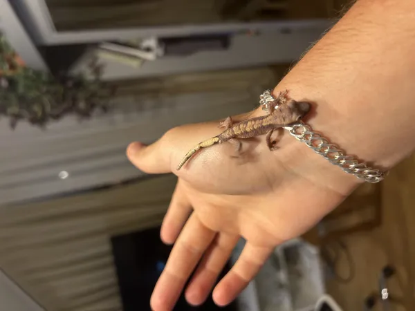Crested gecko üst kalite yavrular 3