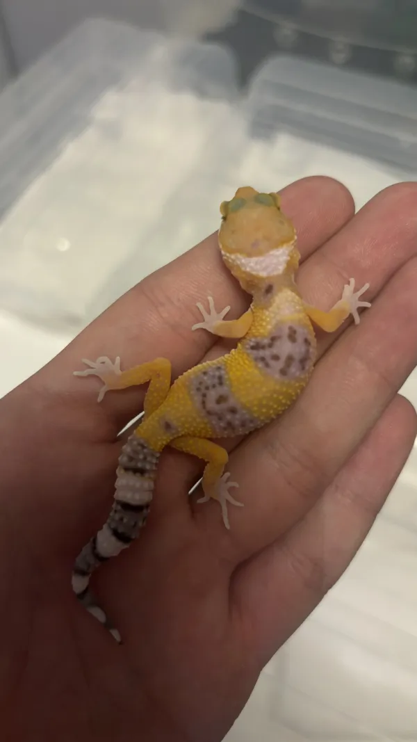 5 aylık Leopard Geckolar 2