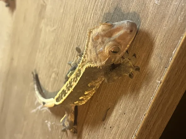 1,5 yaşında sağlıklı erkek Crested Geckolar 5
