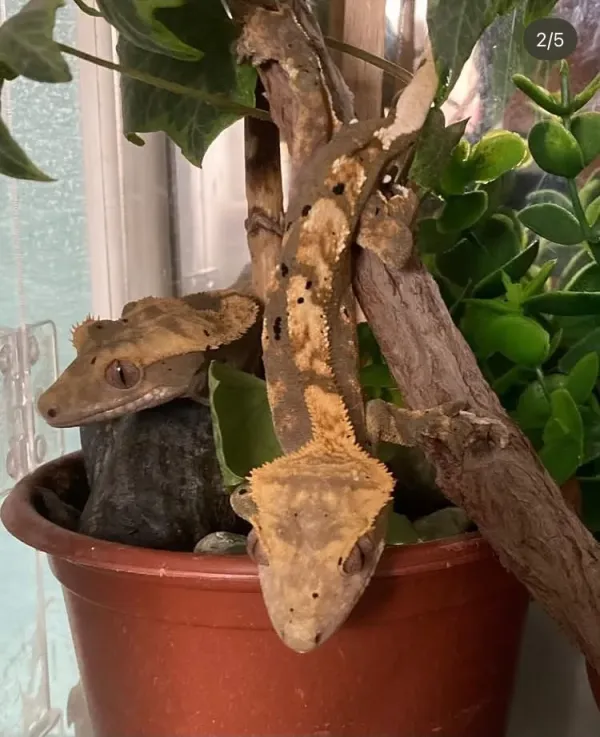 CRESTED GECKO 3 YAŞINDA - Kahramanmaraş konumunda Satılık ilan