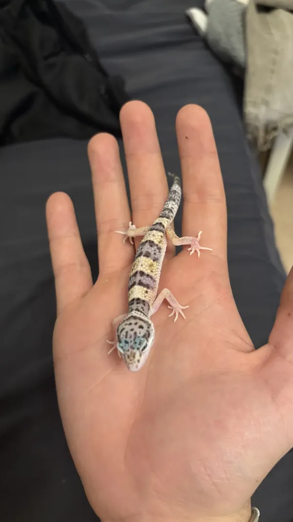 5 aylık Leopard Geckolar 3