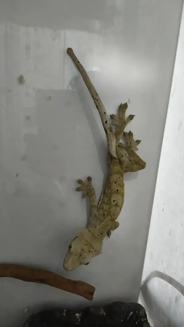 Yetişkin Erkek Crested Gecko + 40x40x60 Teraryum 3
