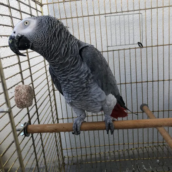 Oğlumuz lore Afrika Jako papağanı 3