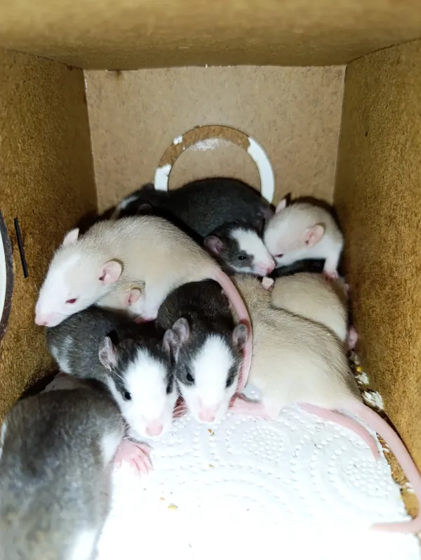 9 adet dumbo husky albino rat yavruları sahiplendirilecektir 1