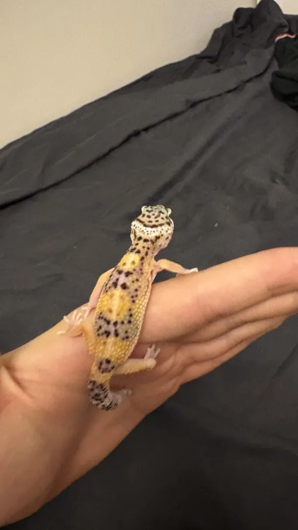 5 aylık Leopard Geckolar 4