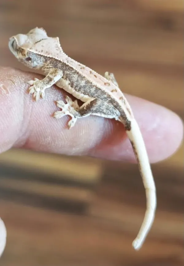 Yavru Crested Gecko 3