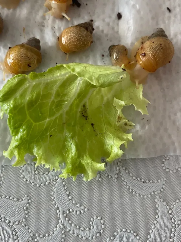 dev afrika salyangozu yavruları ve anaç boy boy jadatzi rodatzi (Tüm Türkiye'ye Kargo İmkanı) 4