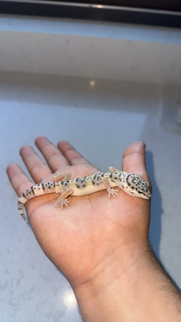 LEOPARD GECKOLAR 1