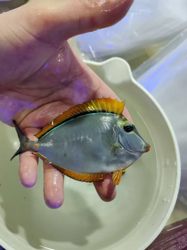 Naso Tang (lipstick tang) sağlıklı ve diri 2