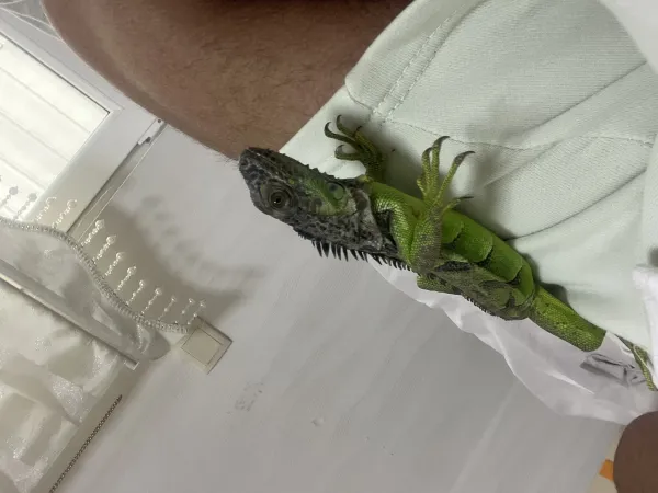 İguana ele alıştırılmaya müsait - Ankara konumunda Satılık ilan