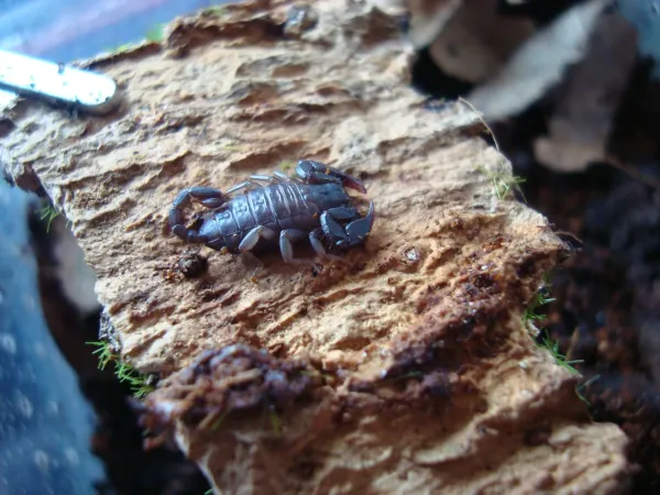 İtalyan akrebi (Euscorpius italicus) - Kocaeli konumunda Satılık ilan