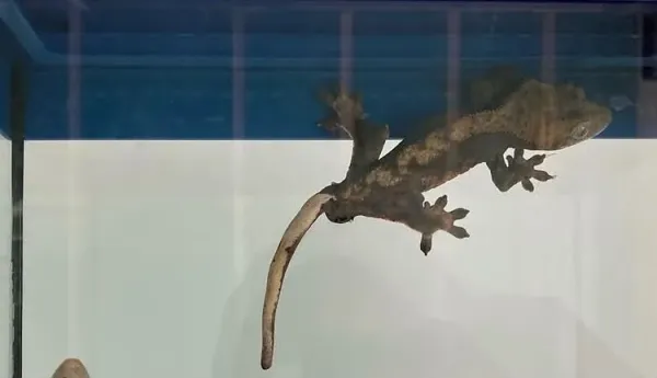 CRESTED GECKO 3 YAŞINDA 2