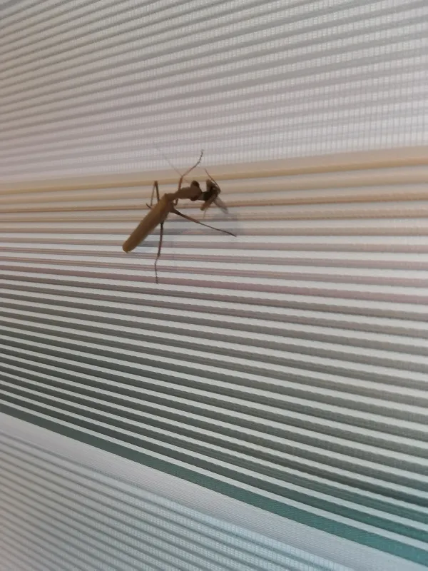 mantis religiosa erkek 1
