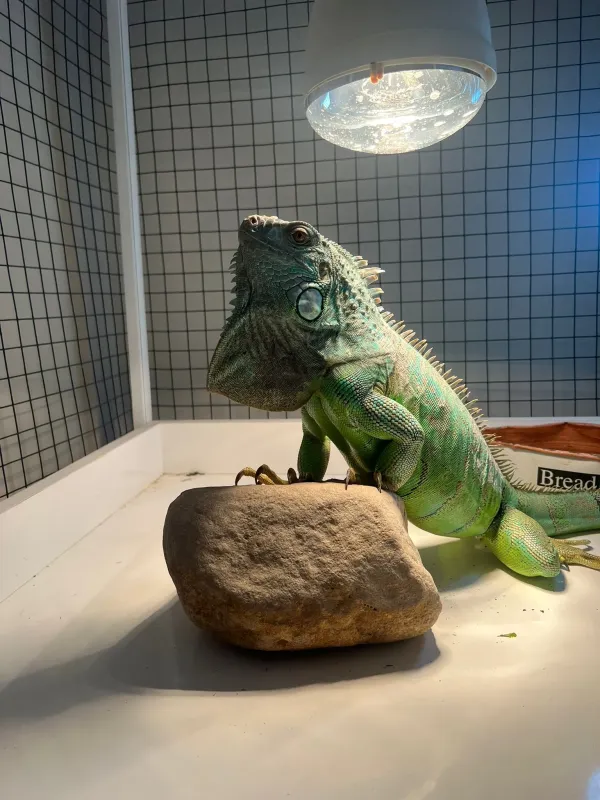 Sağlıklı Iguana + Dev Özel Yapım Kafes &amp; Komple Hazır Setup - İstanbul konumunda Satılık ilan