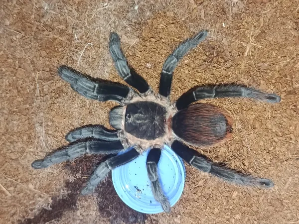 Tliltocatl vagans L-10 boyutunda 4