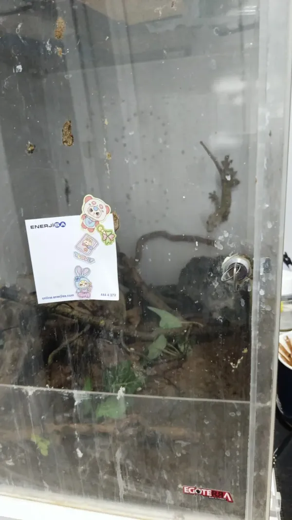 Yetişkin Erkek Crested Gecko + 40x40x60 Teraryum 4