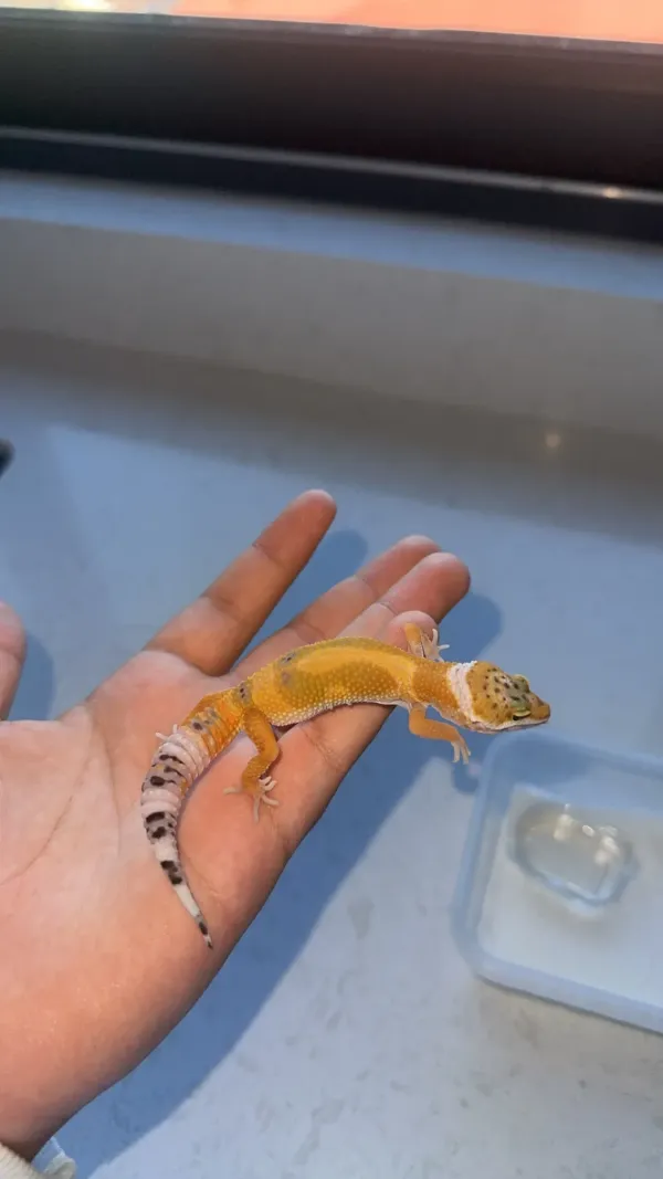 LEOPARD GECKOLAR 2