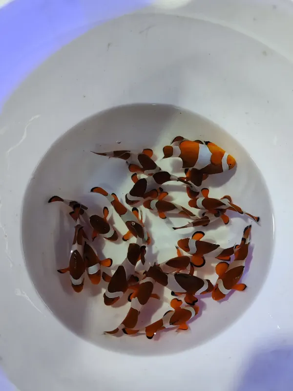 Palyaço Balığı (Anemon Balığı) 2
