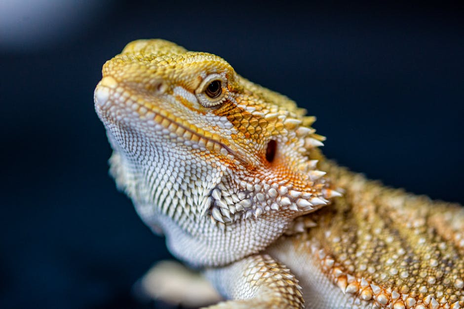 Bearded Dragon: Aile Dostu Sürüngen