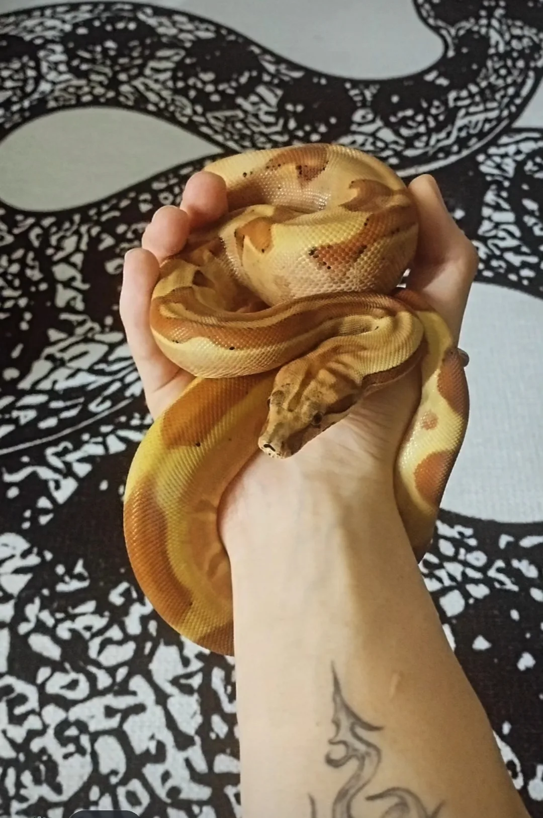 1 METRE HYPO JUNGLE BOA
