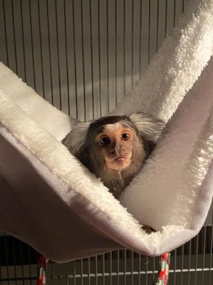 Common marmoset parmak maymun (erkek)