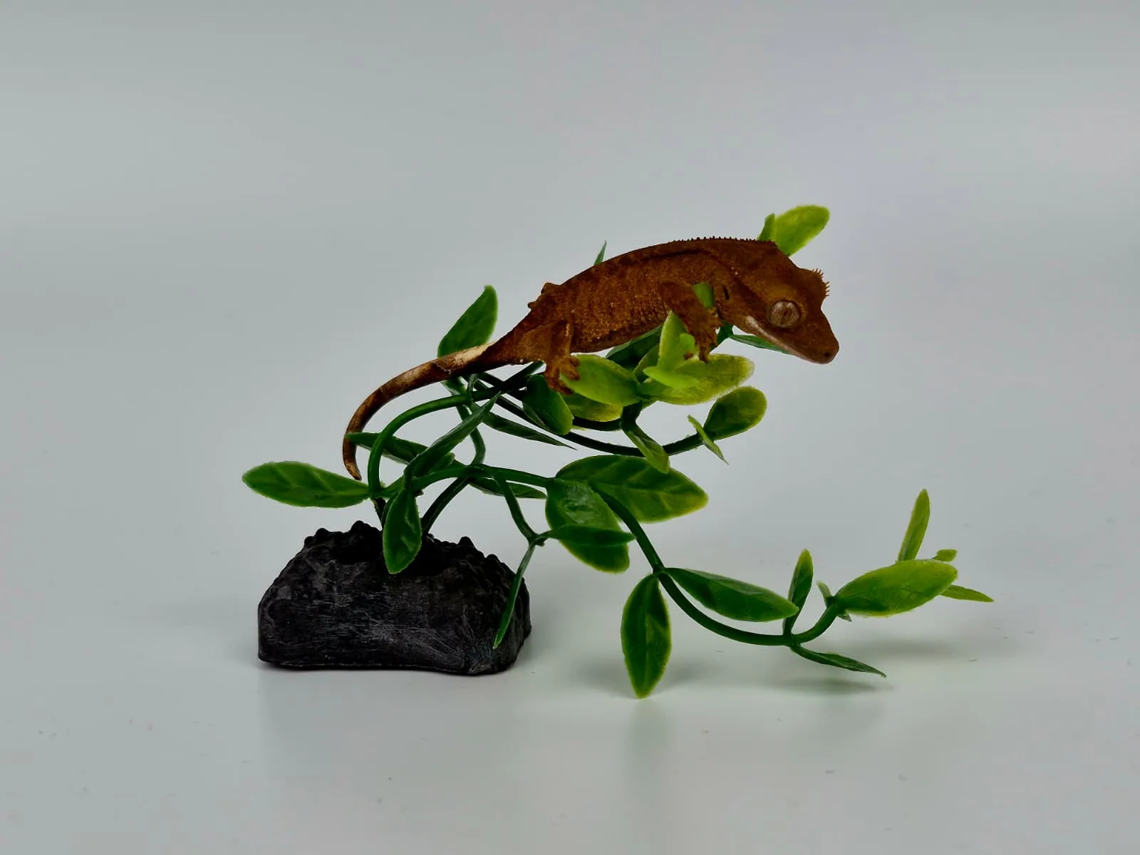 Sağlıklı Yavru Crested Geckolar