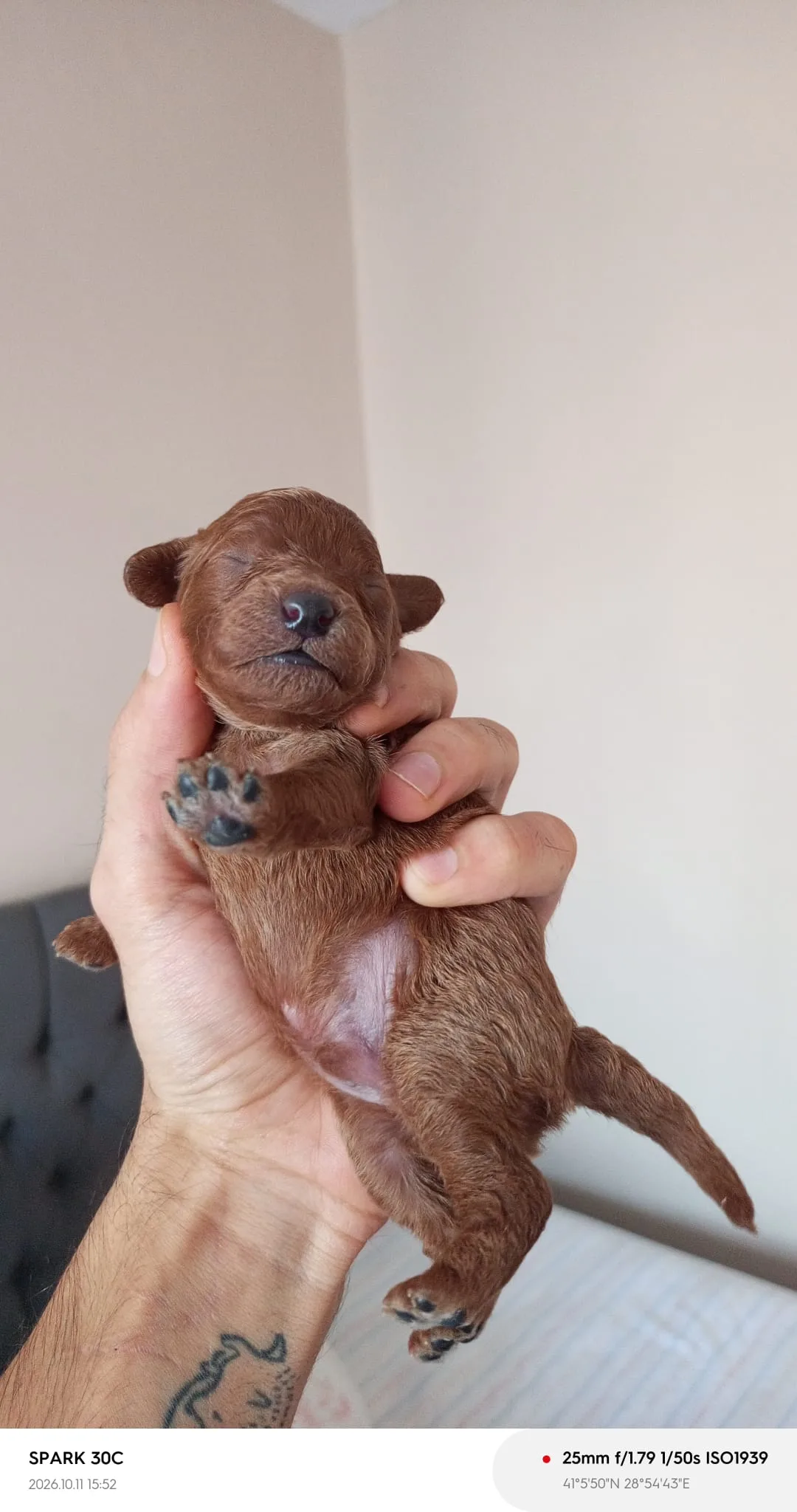 TOY POODLE RED BROWN YAVRULAR