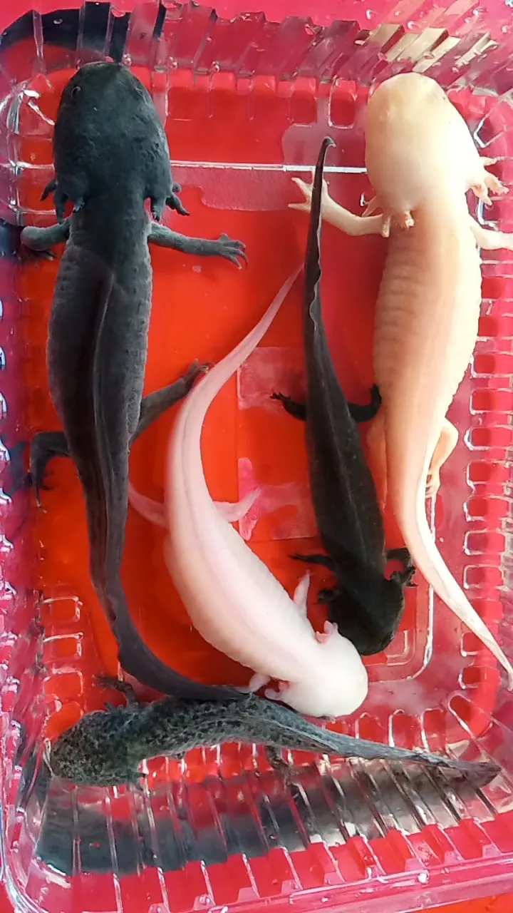 5 Axolotl TAKASLI Tane