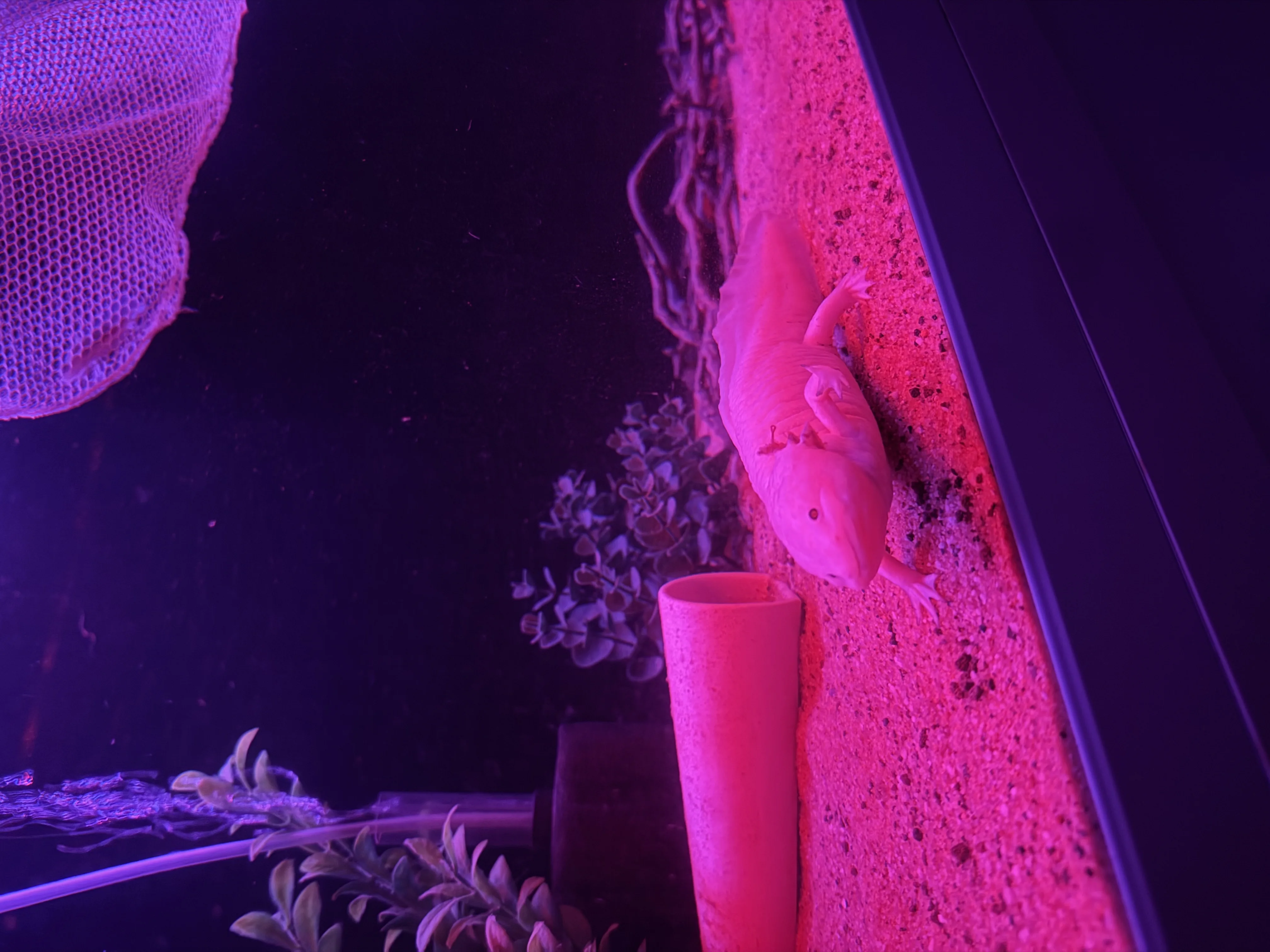 20 Cm Dişi Axolotl