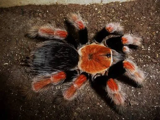 O Sadece Burada Boehmei Ateş Bacak!