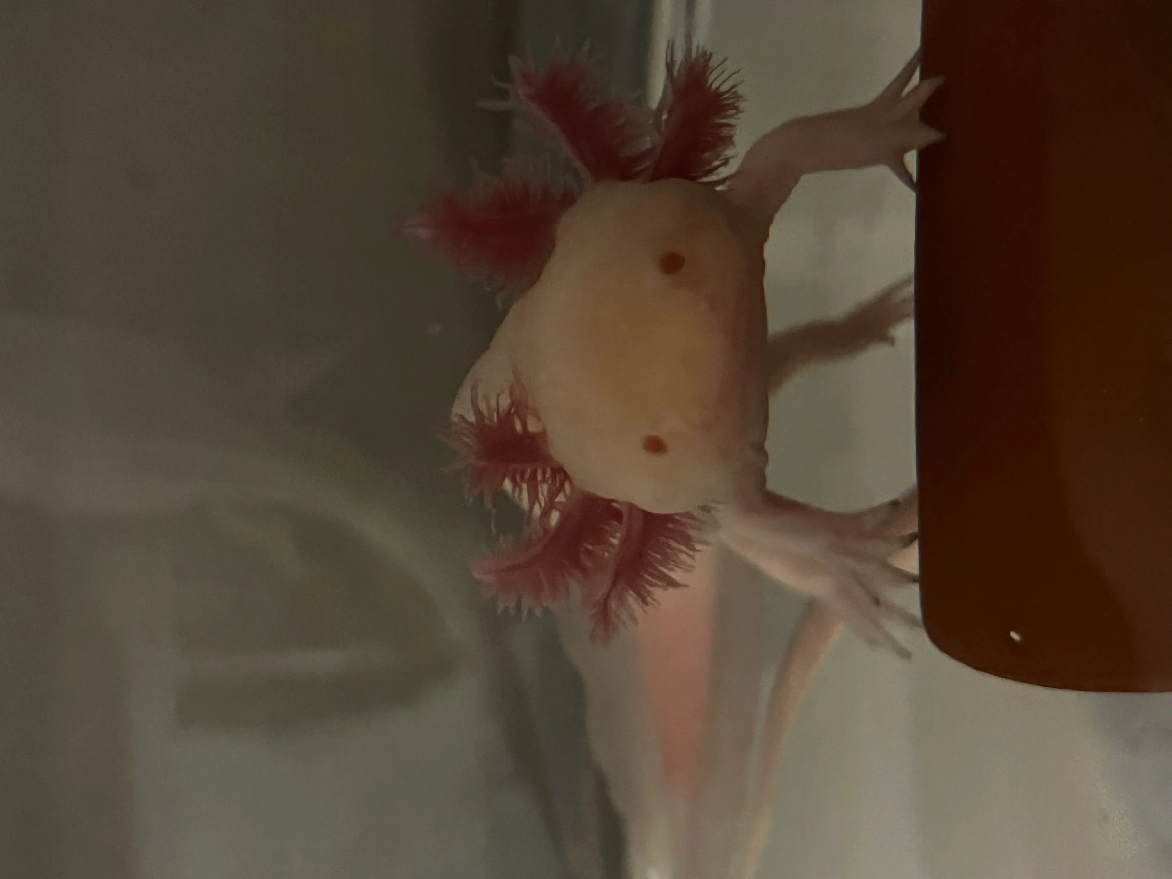 AXOLOTL 2 ADET DAMIZLIK FORMLAR MÜKEMMEL