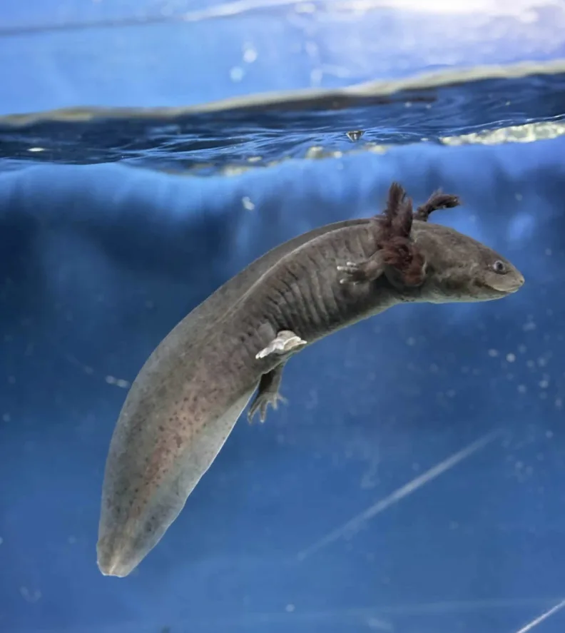 16-17 cm civarı siyah renk axolotl