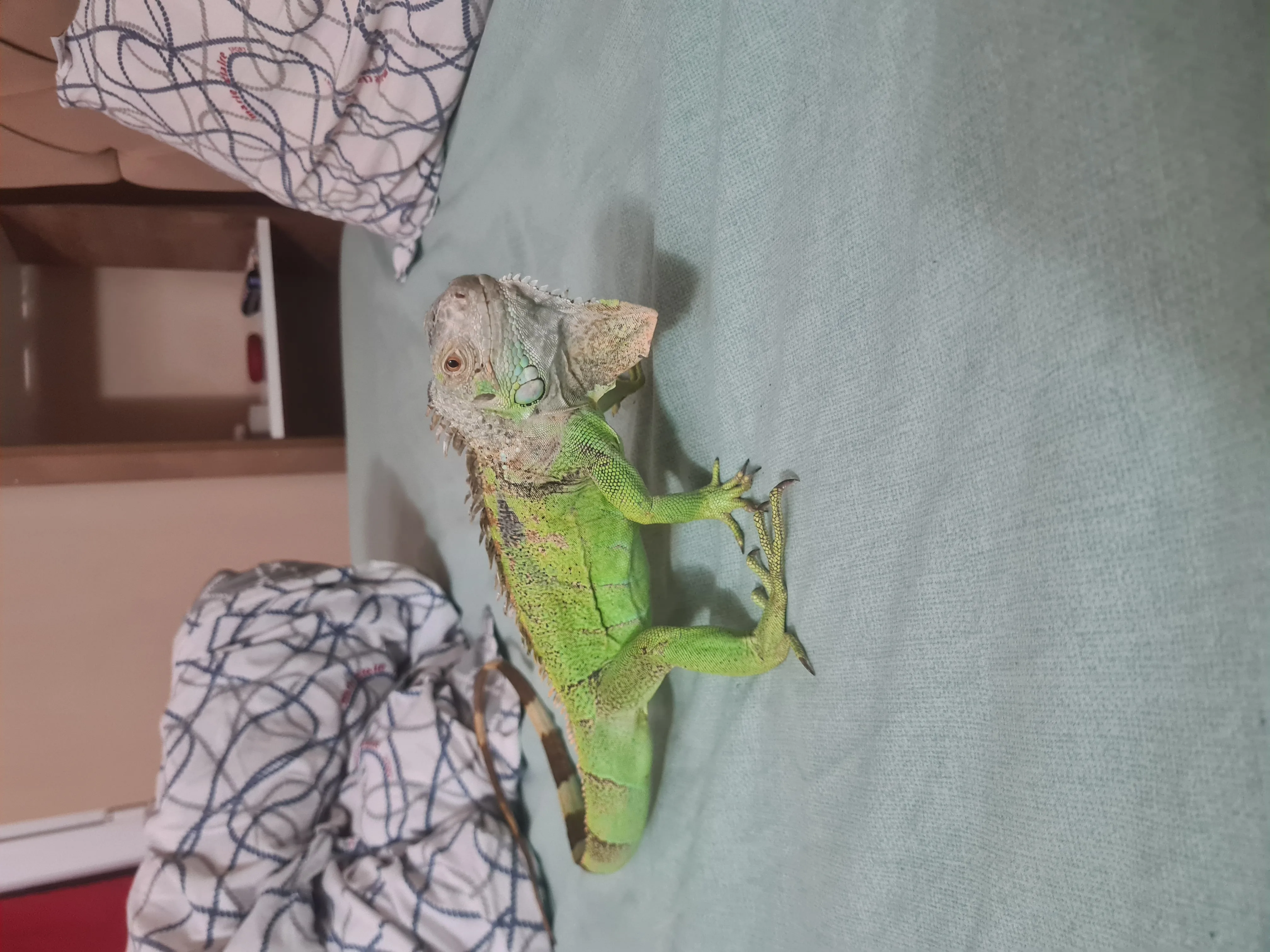 Yeşil iguana - yılan ile takasa açığım
