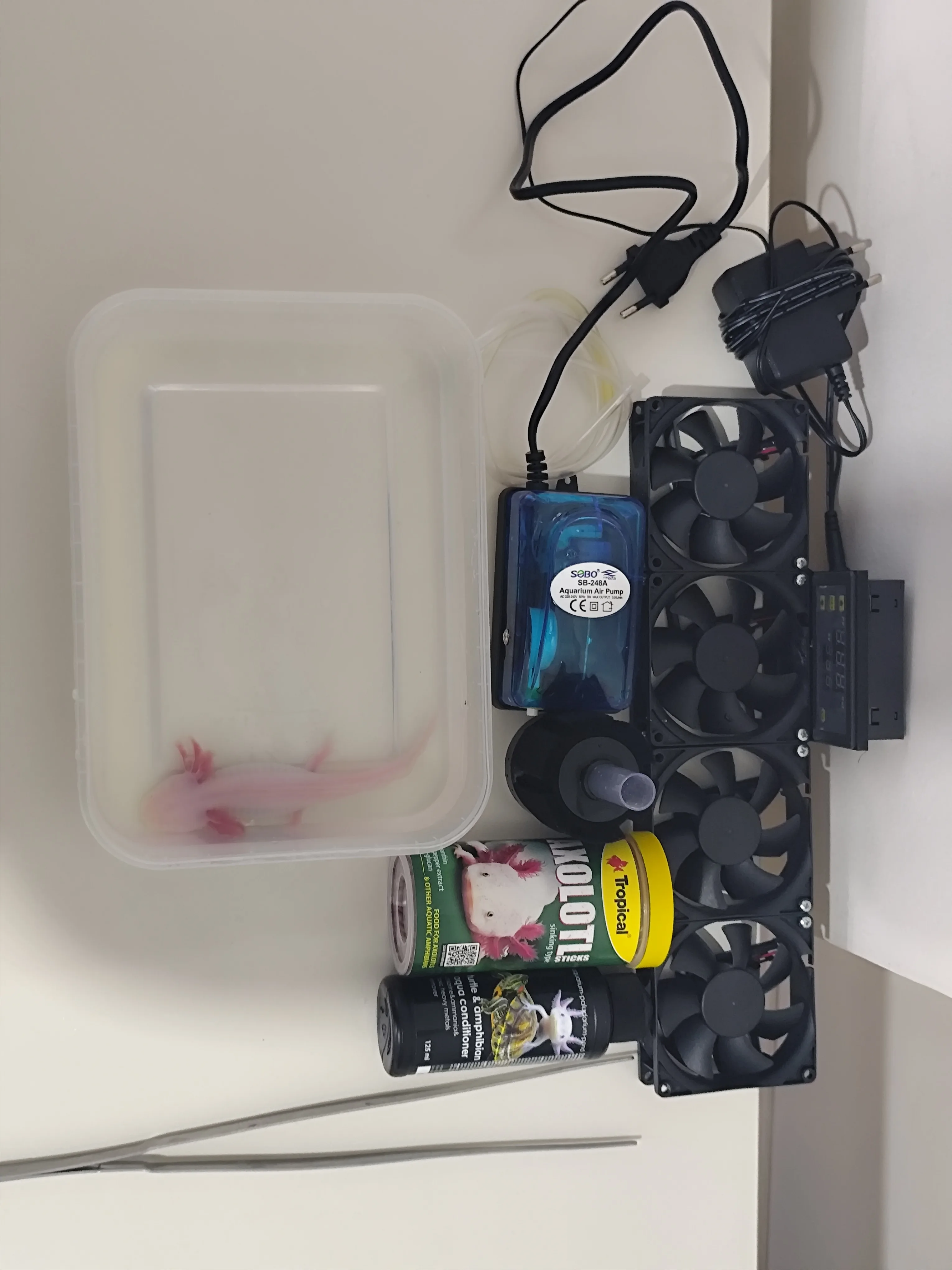 Axolotl 17 cm - Gaziantep konumunda Satılık ilan