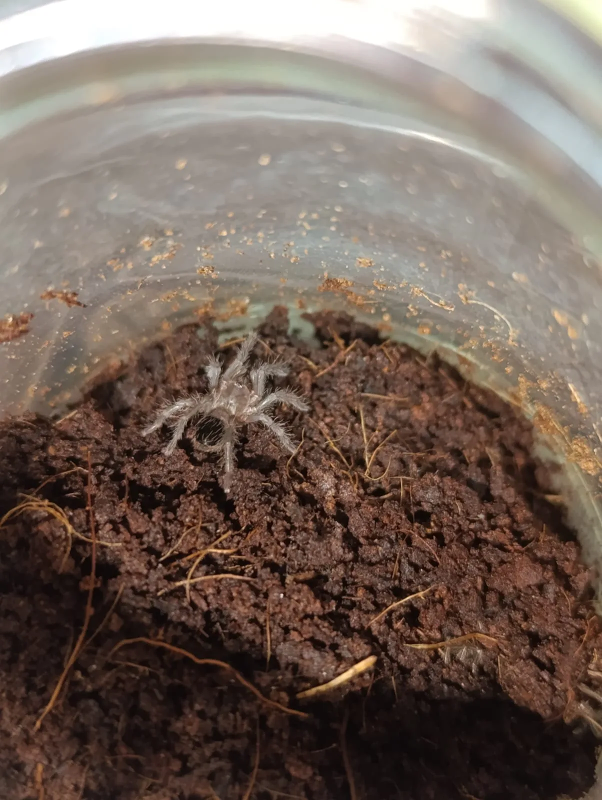 tarantula slingleri ve empusa fasciatalar