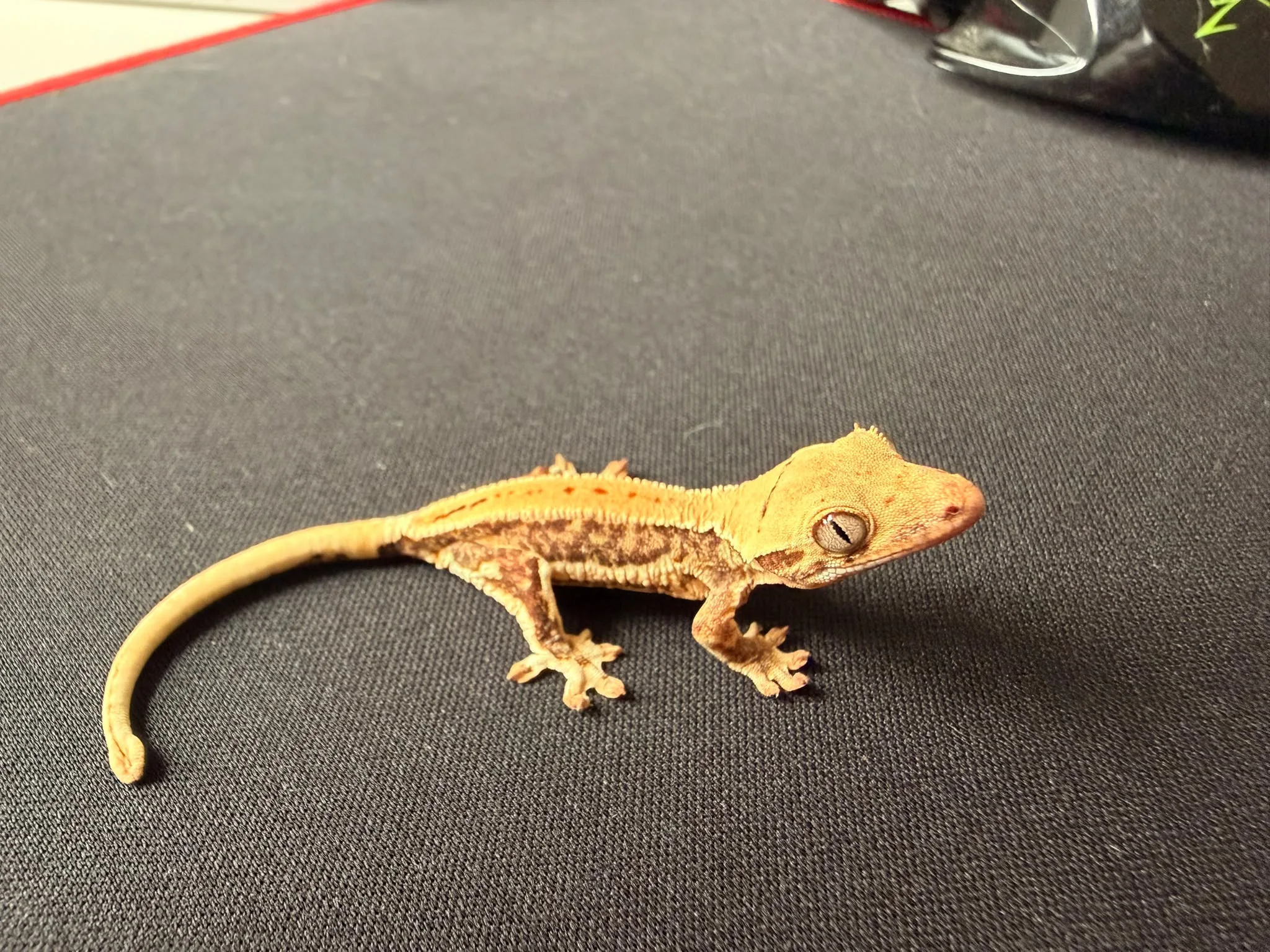 Yavru crested gecko